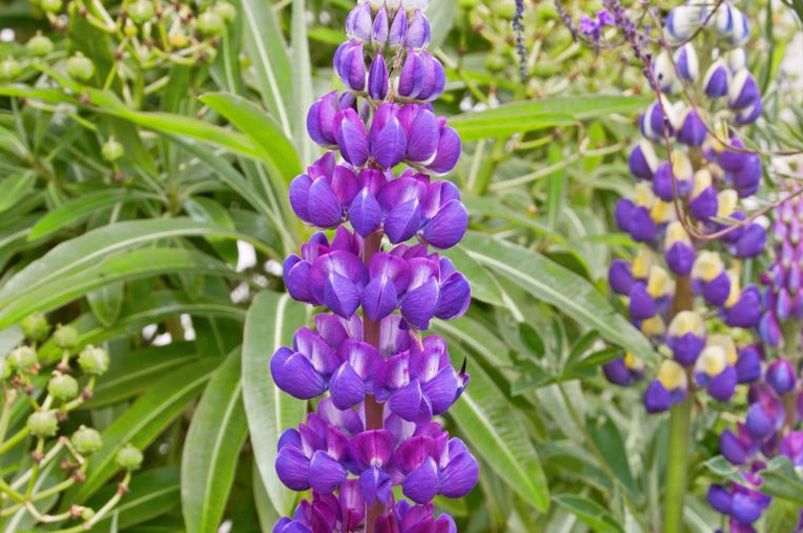 What grows best in North Carolina? ShrubHub's Top 15 Picks - Shrubhub