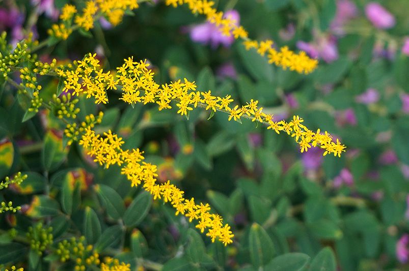What grows best in North Carolina? ShrubHub's Top 15 Picks - Shrubhub