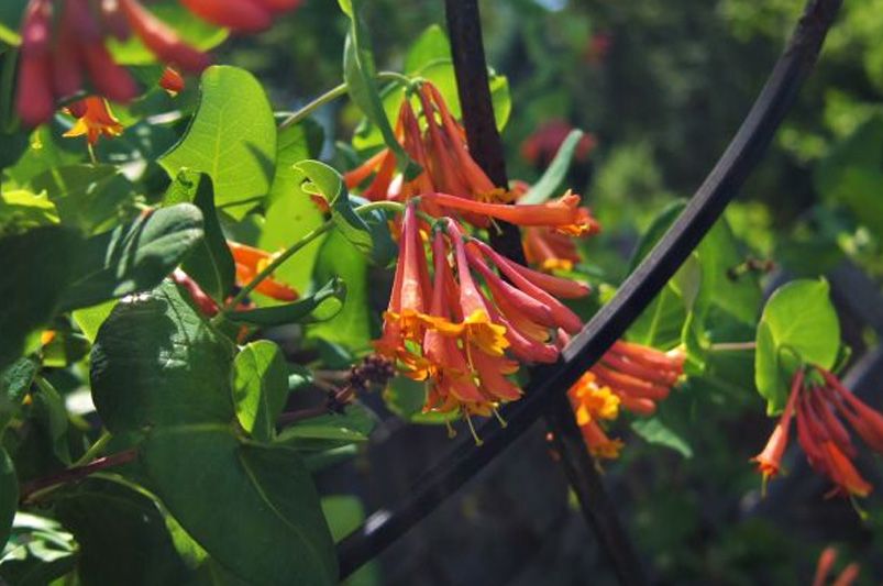 What grows best in North Carolina? ShrubHub's Top 15 Picks - Shrubhub