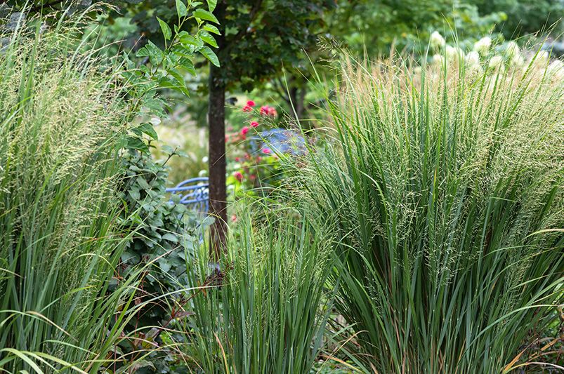 What grows best in North Carolina? ShrubHub's Top 15 Picks - Shrubhub