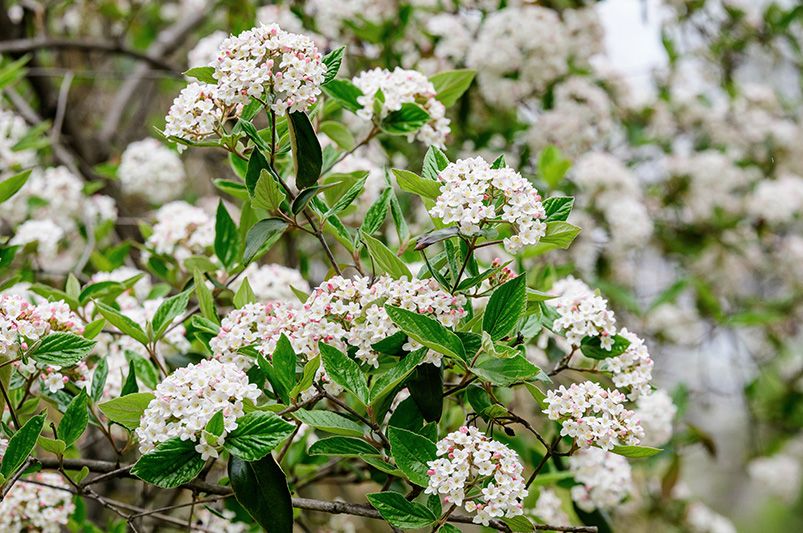 Which Plant Grows Best in Virginia? ShrubHub's Top Picks - Shrubhub