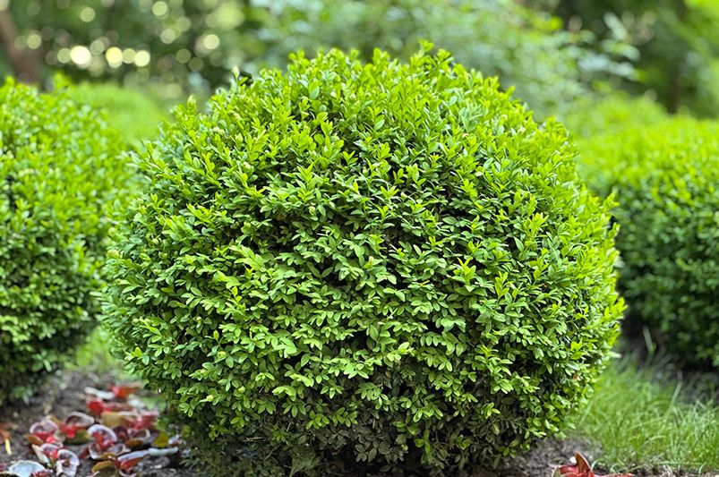 Which Plant Grows Best in Virginia? ShrubHub's Top Picks - Shrubhub