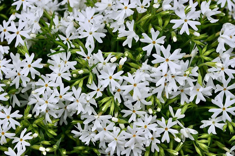 Which Plant Grows Best in Virginia? ShrubHub's Top Picks - Shrubhub