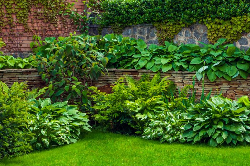 Green-Drenching: Create a Serene Monochrome Garden - Shrubhub