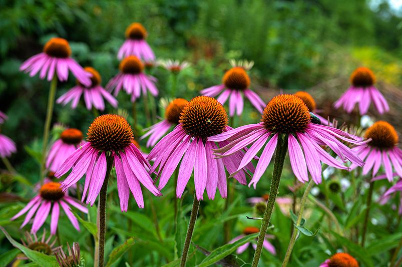Extend Your Garden’s Flower Power with the Chelsea Chop - Shrubhub