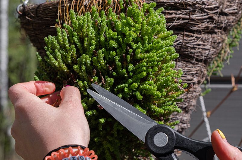 Extend Your Garden’s Flower Power with the Chelsea Chop - Shrubhub