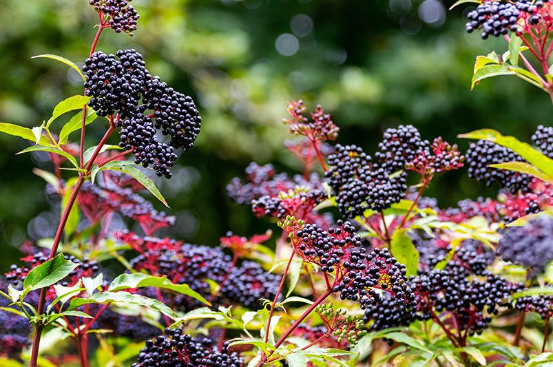 Rain Gardens: Beautiful Solutions for Stormwater Management - Shrubhub