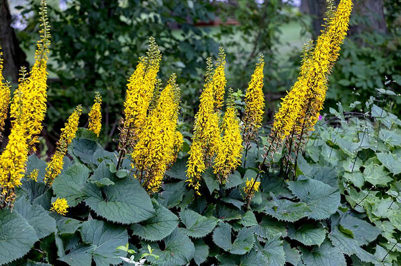 Rain Gardens: Beautiful Solutions for Stormwater Management - Shrubhub