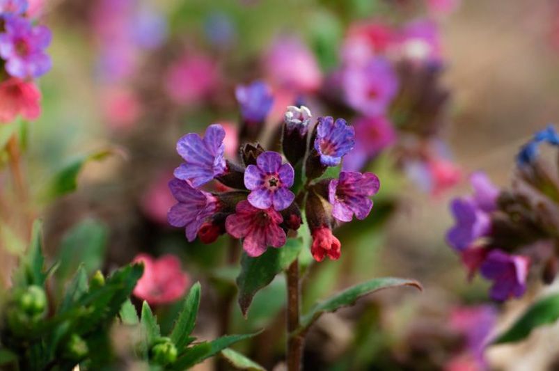 Rain Gardens: Beautiful Solutions for Stormwater Management - Shrubhub