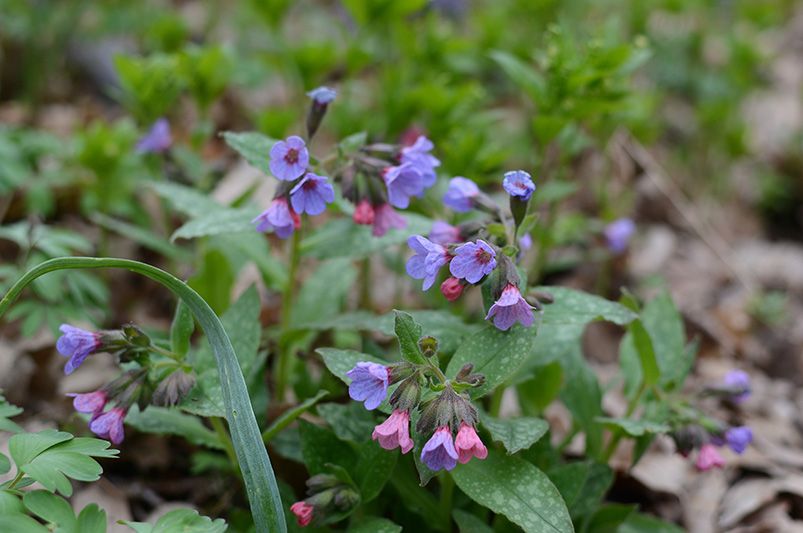 Rain Gardens: Beautiful Solutions for Stormwater Management - Shrubhub