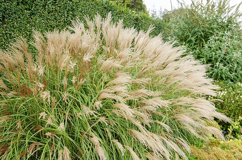 15 Best Low-Maintenance Plants for Landscaping Ideas - Shrubhub