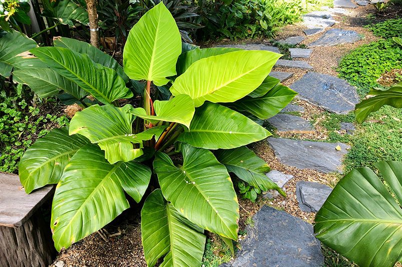 15 Best Low-Maintenance Plants for Landscaping Ideas - Shrubhub