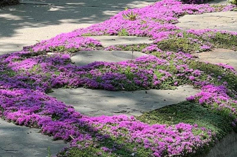 15 Best Low-Maintenance Plants for Landscaping Ideas - Shrubhub