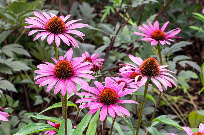 15 Best Low-Maintenance Plants for Landscaping Ideas - Shrubhub