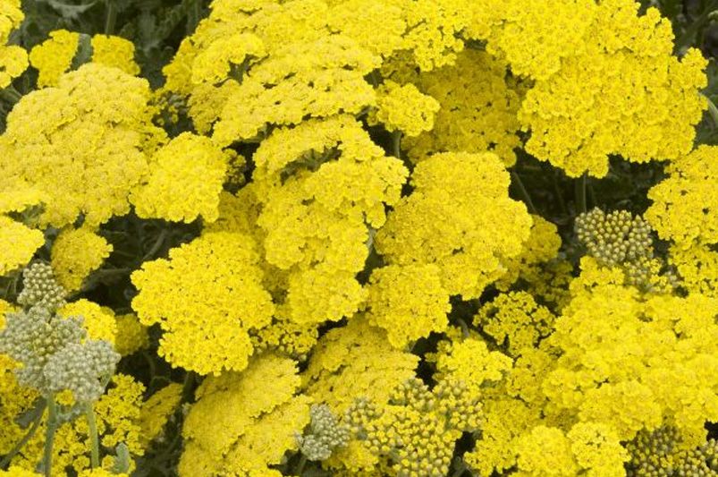 15 Best Low-Maintenance Plants for Landscaping Ideas - Shrubhub