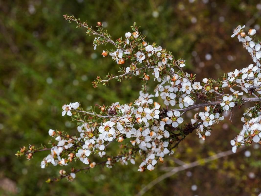 Low Maintenance Landscaping Tips - Shrubhub