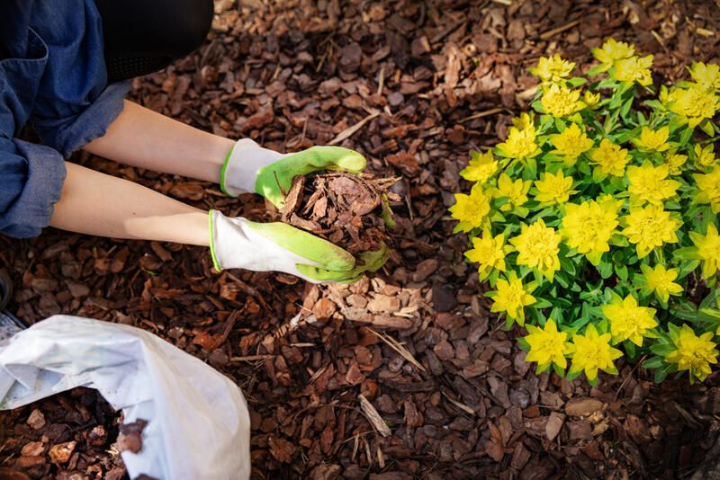 Low Maintenance Landscaping Tips - Shrubhub