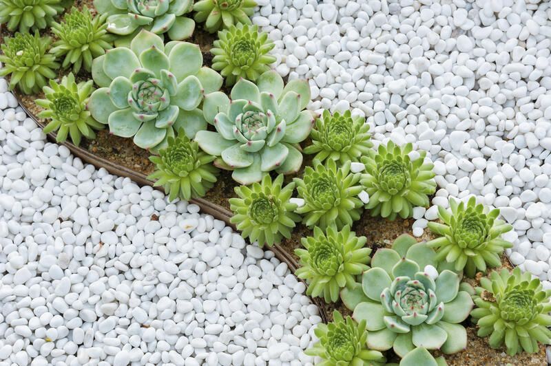 Low Maintenance Landscaping Tips - Shrubhub