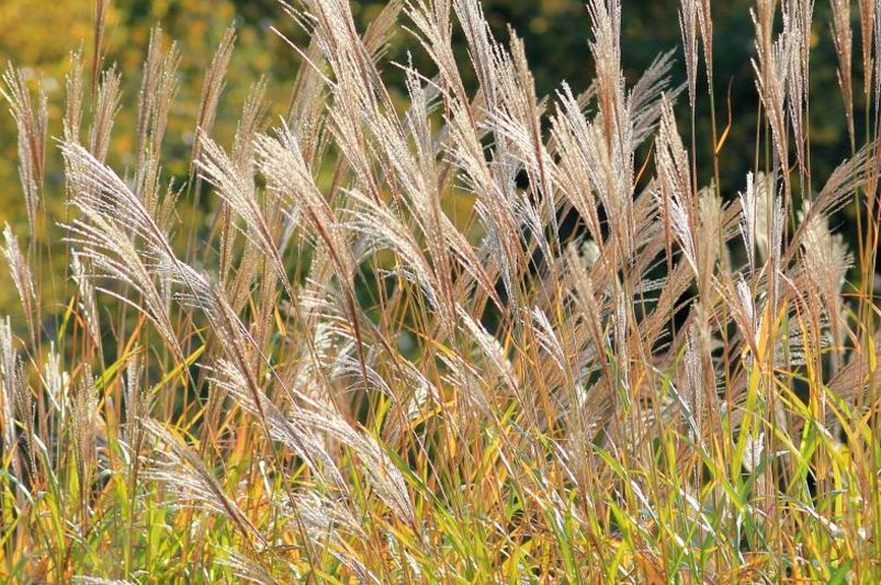 Landscaping with Ornamental Grasses for Texture and Movement - Shrubhub