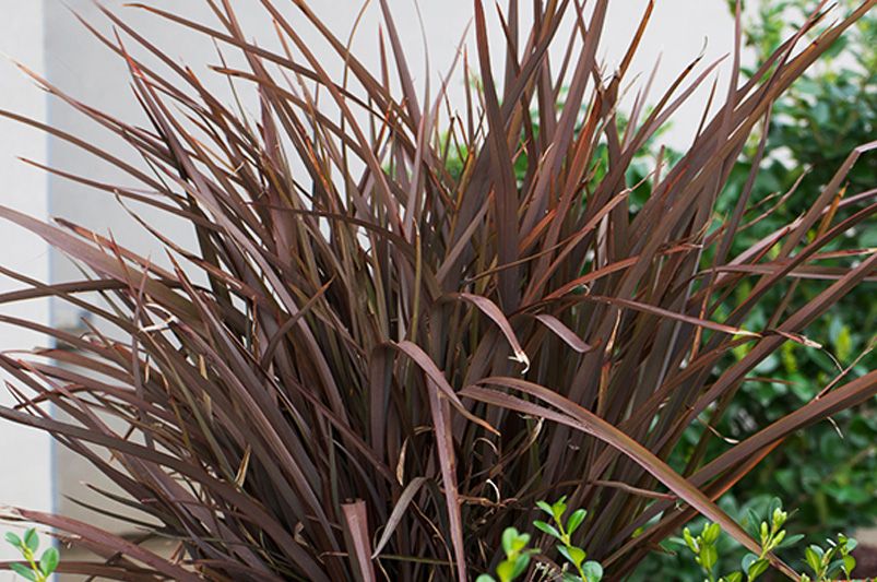Landscaping with Ornamental Grasses for Texture and Movement - Shrubhub