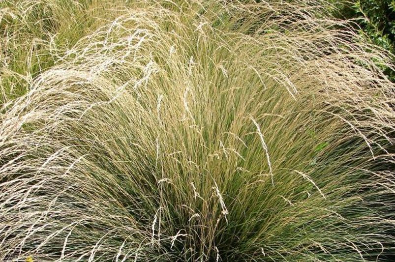Landscaping with Ornamental Grasses for Texture and Movement - Shrubhub