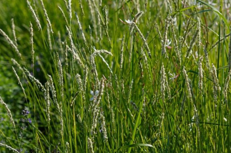 Landscaping with Ornamental Grasses for Texture and Movement - Shrubhub