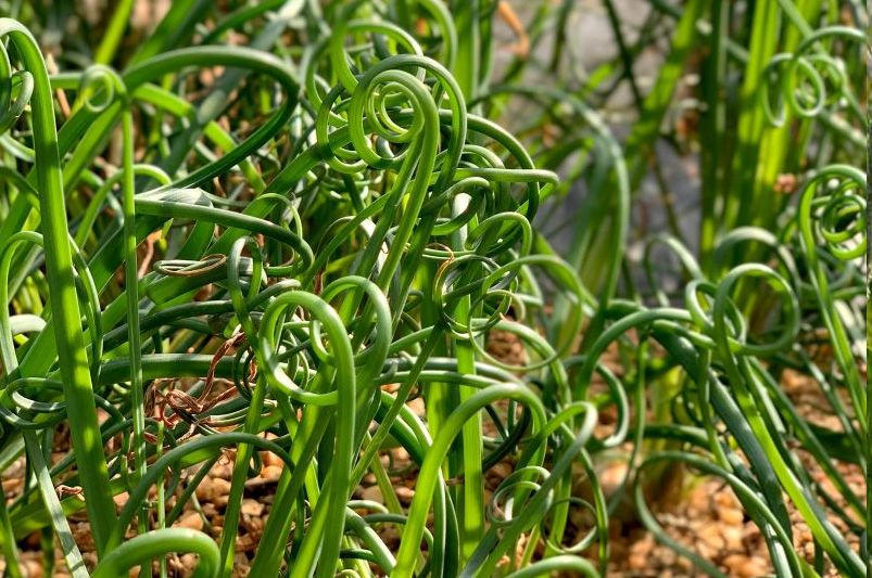 Landscaping with Ornamental Grasses for Texture and Movement - Shrubhub