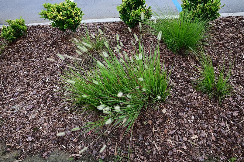 Landscaping with Ornamental Grasses for Texture and Movement - Shrubhub