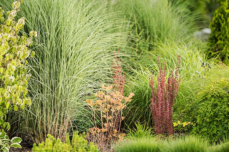 Landscaping with Ornamental Grasses for Texture and Movement - Shrubhub