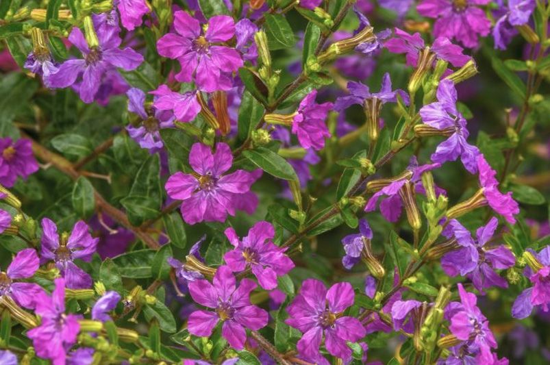 Rare and Unique Plants You Can Order Online Right Now - Shrubhub