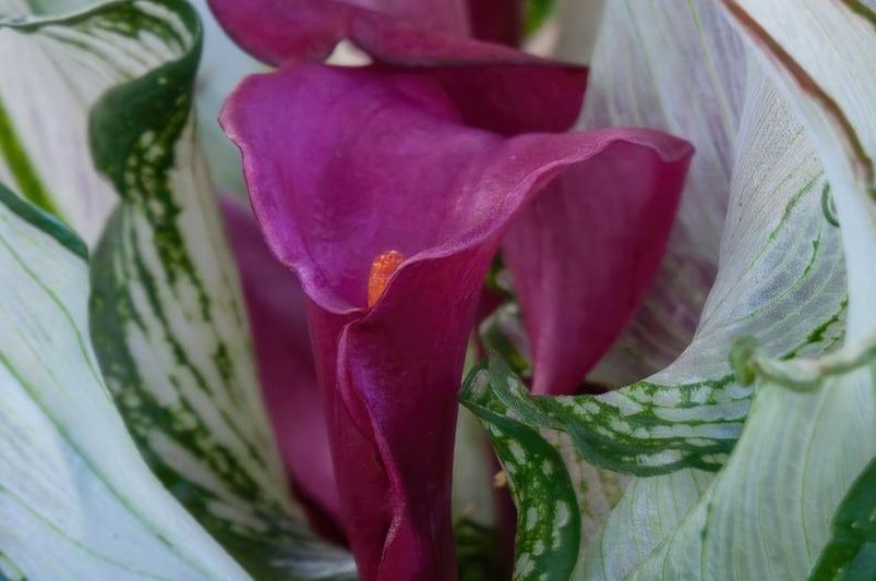 Rare and Unique Plants You Can Order Online Right Now - Shrubhub