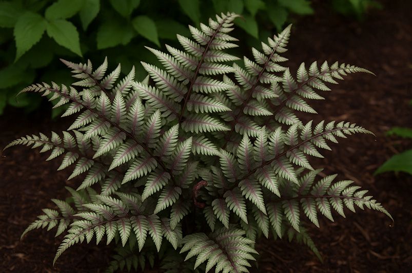 Rare and Unique Plants You Can Order Online Right Now