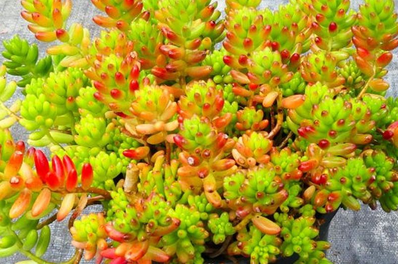 Rare and Unique Plants You Can Order Online Right Now - Shrubhub