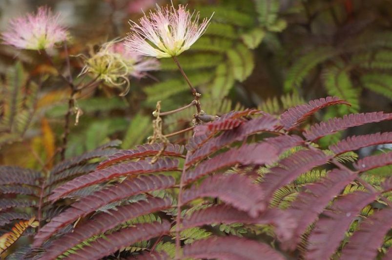 Rare and Unique Plants You Can Order Online Right Now - Shrubhub