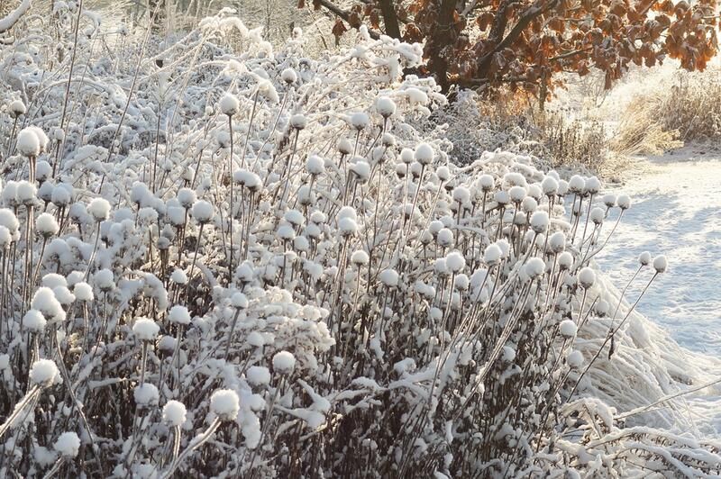 Colorado Landscape Design : How-To Guide - Shrubhub