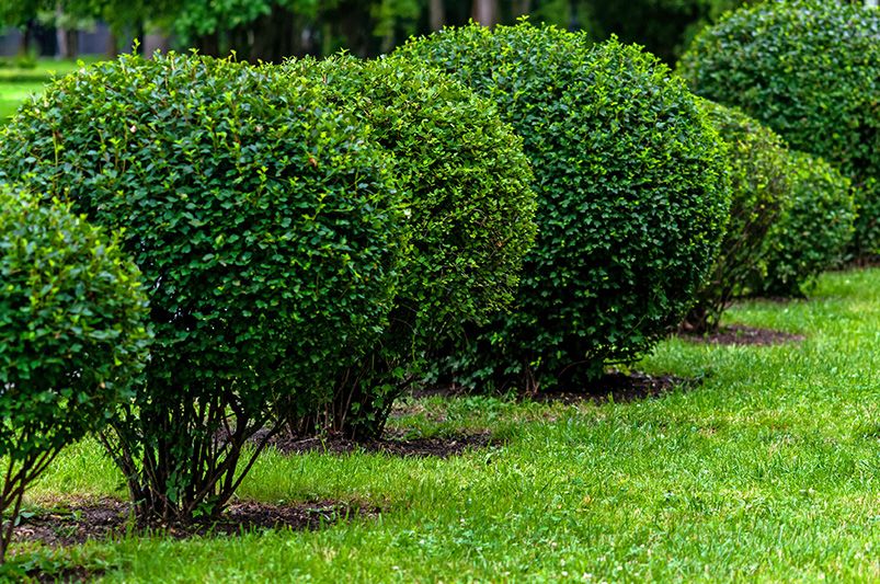 How to Care for Your Plants After Delivery | ShrubHub Plant Guide - Shrubhub