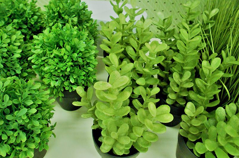 How to Care for Your Plants After Delivery | ShrubHub Plant Guide - Shrubhub