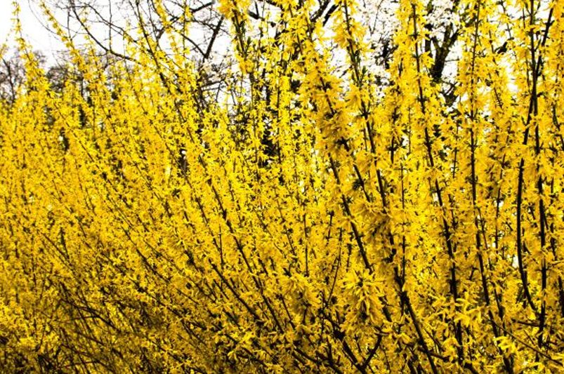 Forsythia: Essential Tips for Growing Healthy Plants - Shrubhub