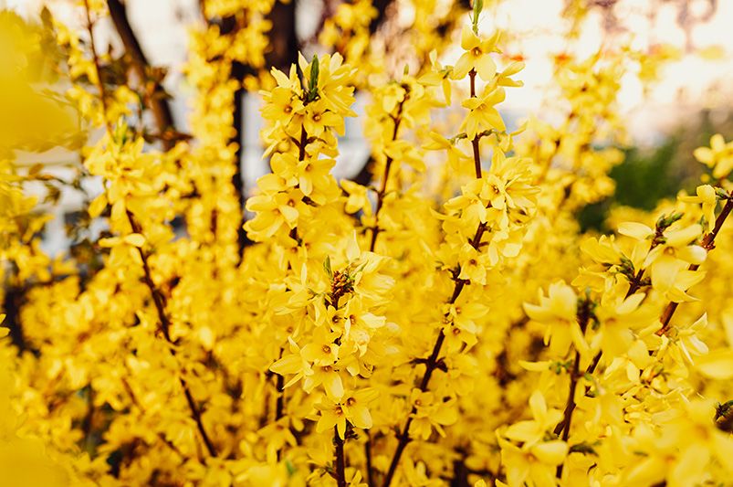 Forsythia: Essential Tips for Growing Healthy Plants - Shrubhub