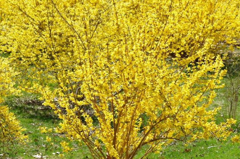 Forsythia: Essential Tips for Growing Healthy Plants - Shrubhub