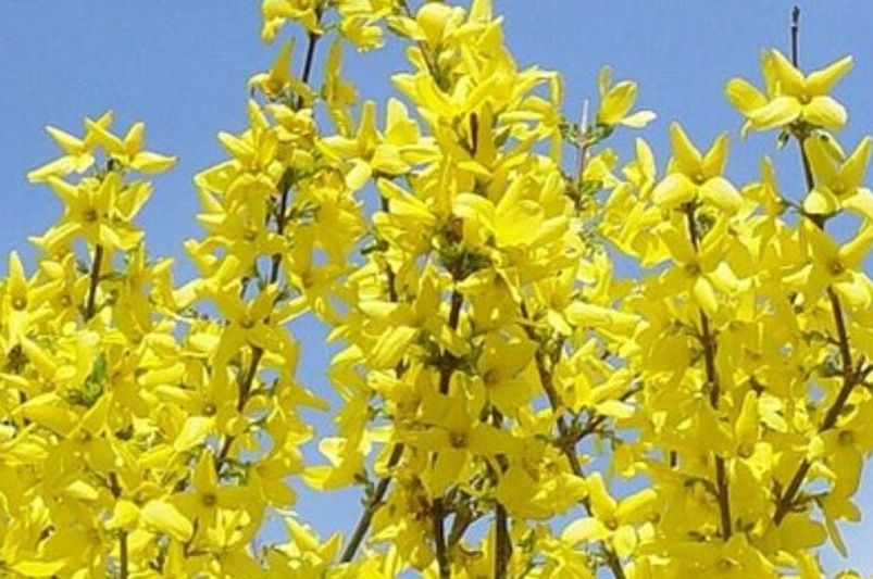 Forsythia: Essential Tips for Growing Healthy Plants - Shrubhub