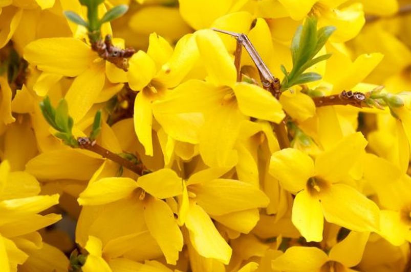 Forsythia: Essential Tips for Growing Healthy Plants - Shrubhub