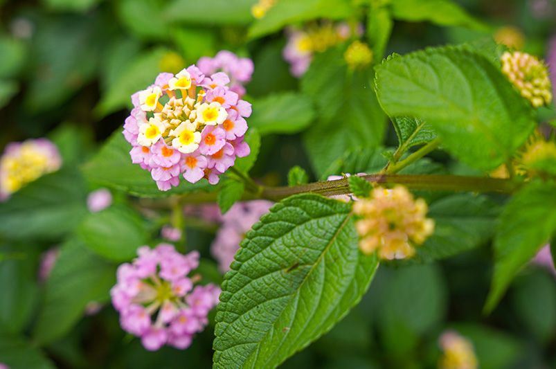 15 Best Plants for Beginner Gardeners in Hot Climates - Shrubhub