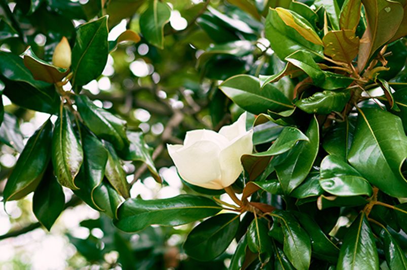 Best Plants for Coastal Gardens | Salt & Wind-Resistant Picks - Shrubhub