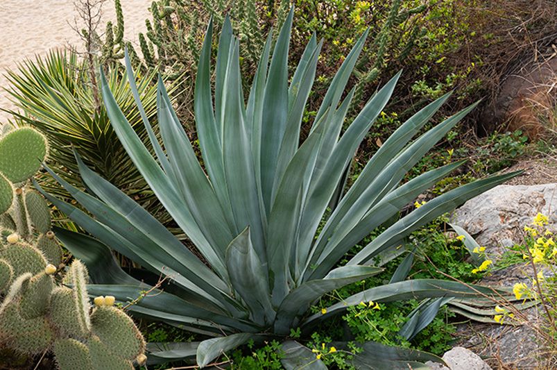 Best Plants for Coastal Gardens | Salt & Wind-Resistant Picks - Shrubhub