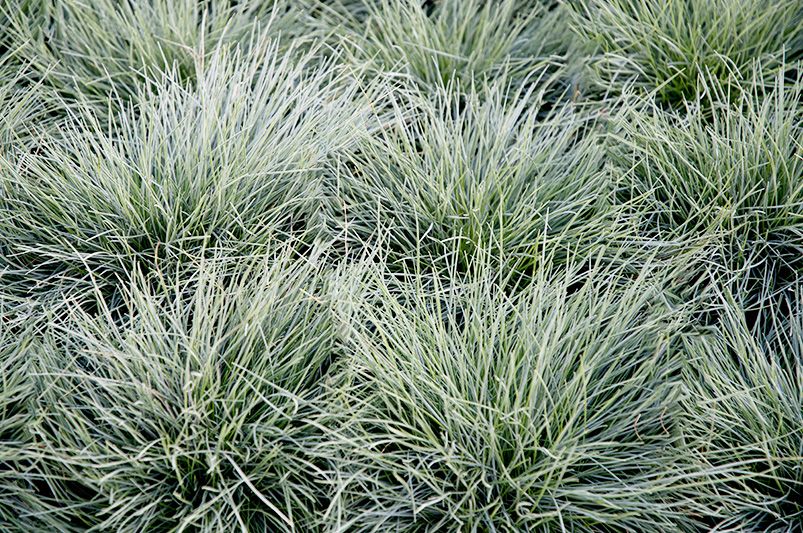 Best Plants for Coastal Gardens | Salt & Wind-Resistant Picks - Shrubhub