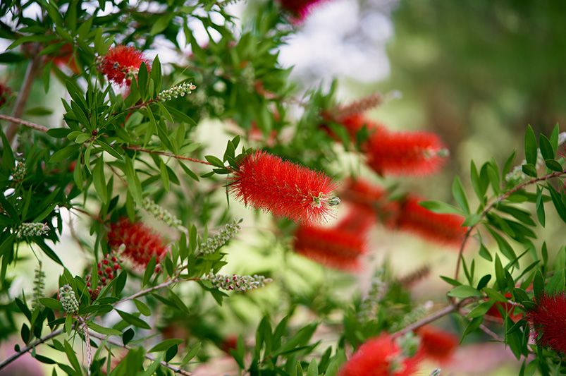 Best Plants for Coastal Gardens | Salt & Wind-Resistant Picks - Shrubhub