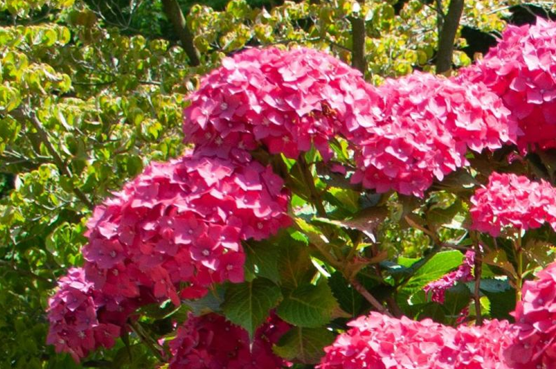 When & How to Prune Hydrangeas for Maximum Blooms - Shrubhub
