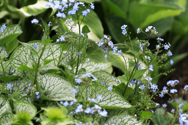 15 Best Plants for Beginner Gardeners in Shade Gardens - Shrubhub