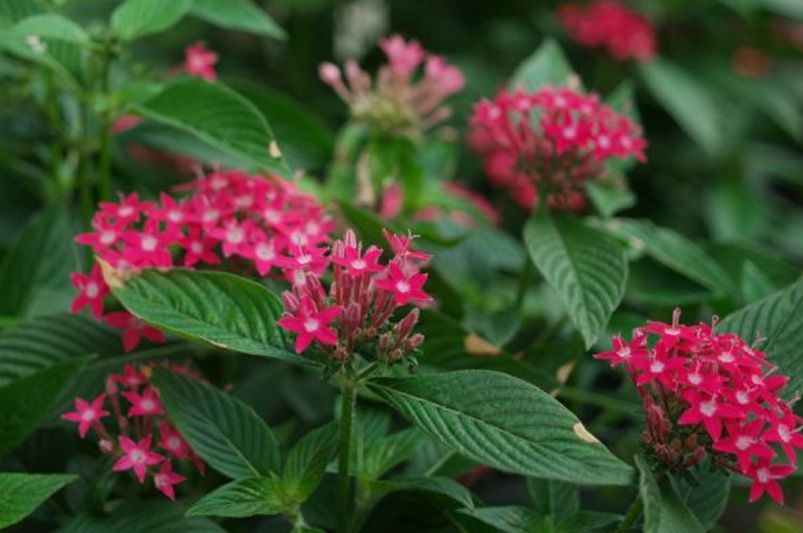 Low-Maintenance Landscaping: Plants That Practically Care for Themselves - Shrubhub